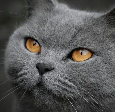 「wonkypoohblogのトップビジュアル」